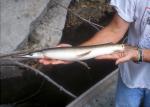 Shortnose Gar2a2