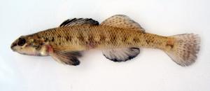 Etheostoma nigrum