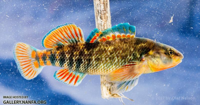 Rainbow Darter (Etheostoma caeruleum)