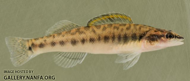 Slenderhead Darter (Percina phoxocephala)