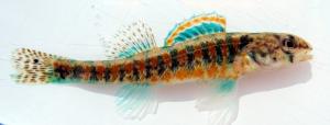 Etheostoma exile