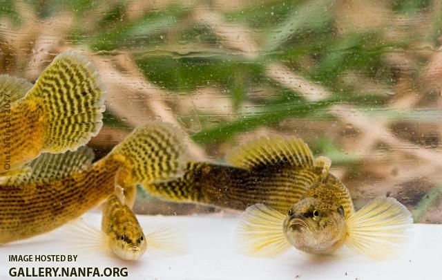 Fantail Darters (Etheostoma flabellare)