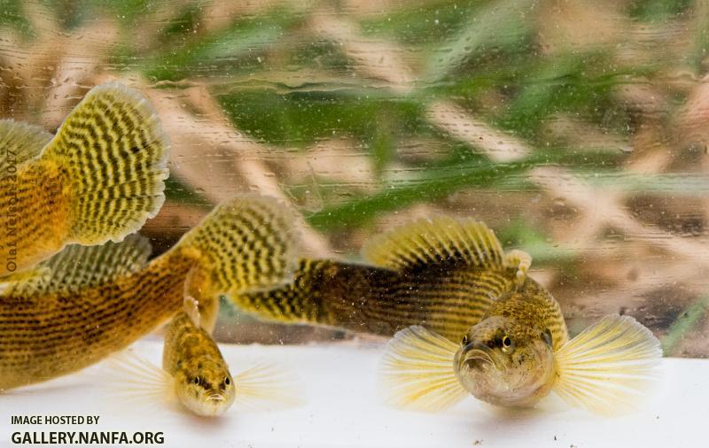 Fantail Darters (Etheostoma flabellare)