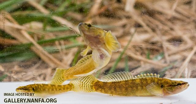 Fantail Darters (Etheostoma flabellare)