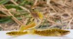 Fantail Darters (Etheostoma flabellare)