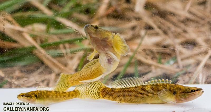 Fantail Darters (Etheostoma flabellare)