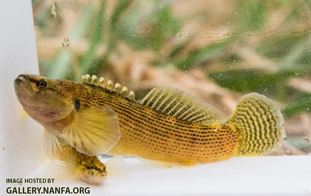 Fantail Darters (Etheostoma flabellare)