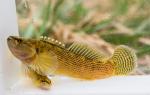 Fantail Darters (Etheostoma flabellare)