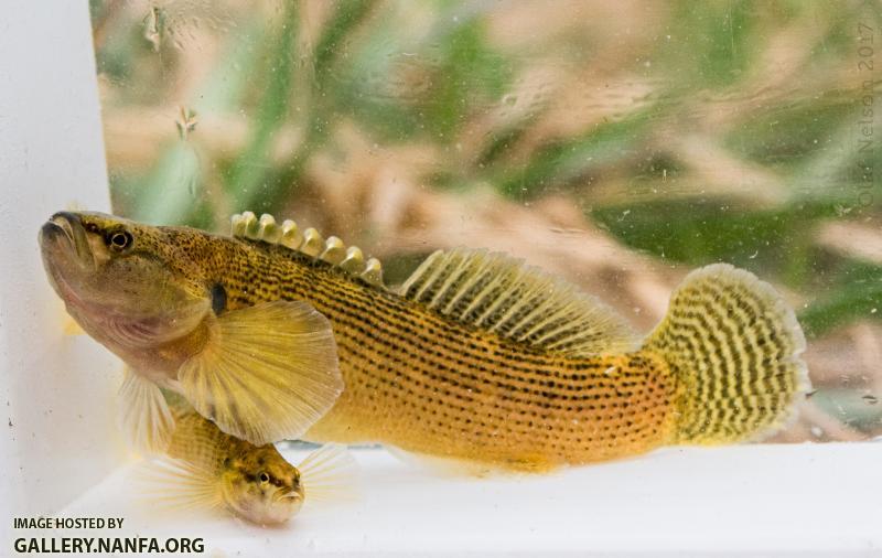 Fantail Darters (Etheostoma flabellare)