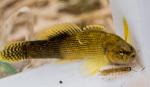 Fantail Darter (Etheostoma flabellare)