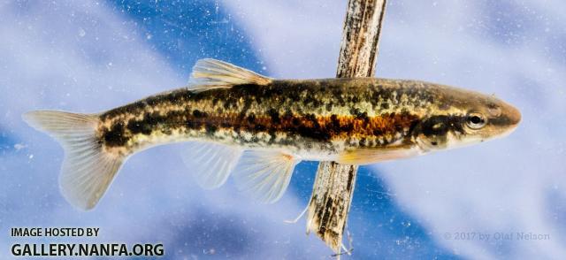 Western Blacknose Dace (Rhinichthys obtusus)