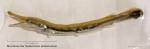 Young-of-the-year Shortnose Gar (Lepisosteus platostomus)