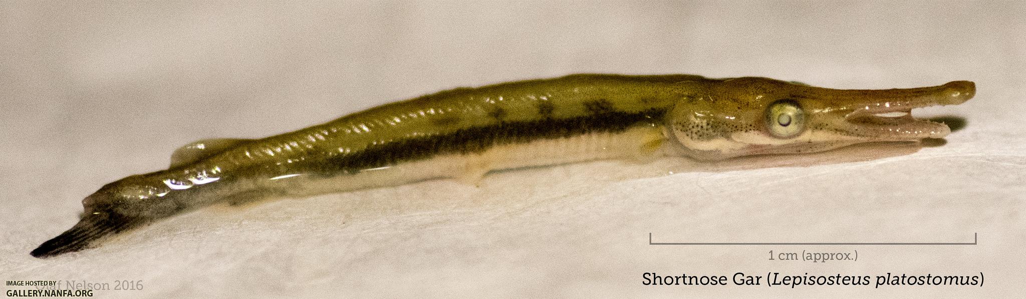 Young-of-the-year Shortnose Gar (Lepisosteus platostomus)