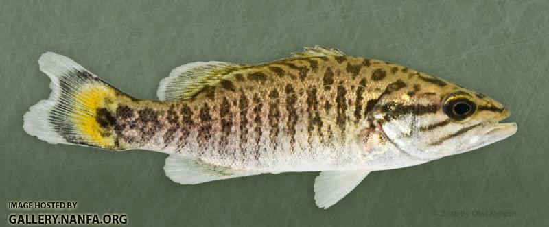 Young-of-the-year Smallmouth Bass (Micropterus dolomieu)