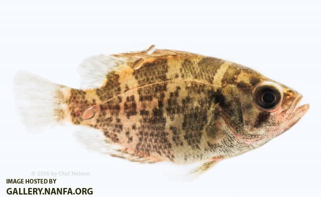 Juvenile Rock Bass (Ambloplites rupestris)