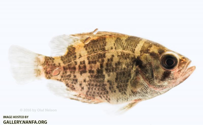 Juvenile Rock Bass (Ambloplites rupestris)