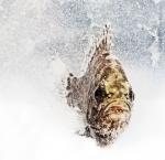 Rock Bass (Ambloplites rupestris)