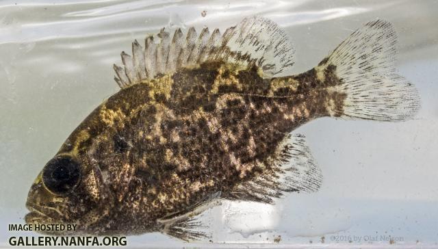 Juvenile Rock Bass (Ambloplites rupestris)