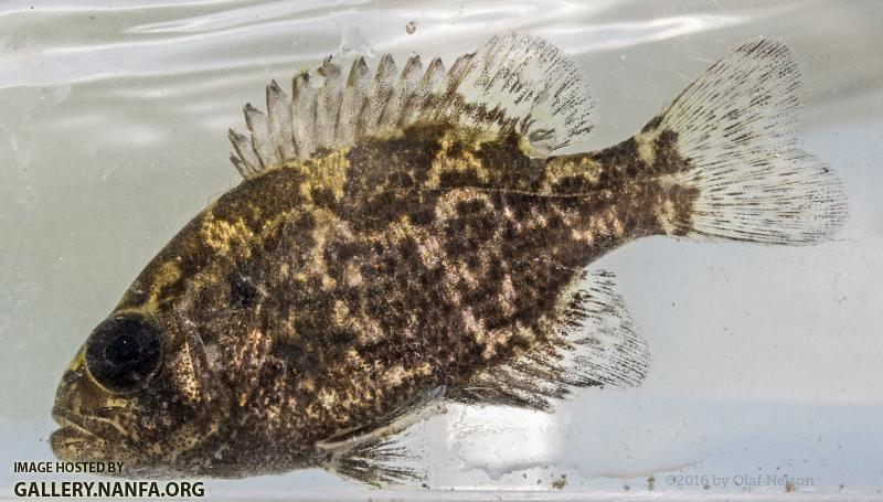 Juvenile Rock Bass (Ambloplites rupestris)