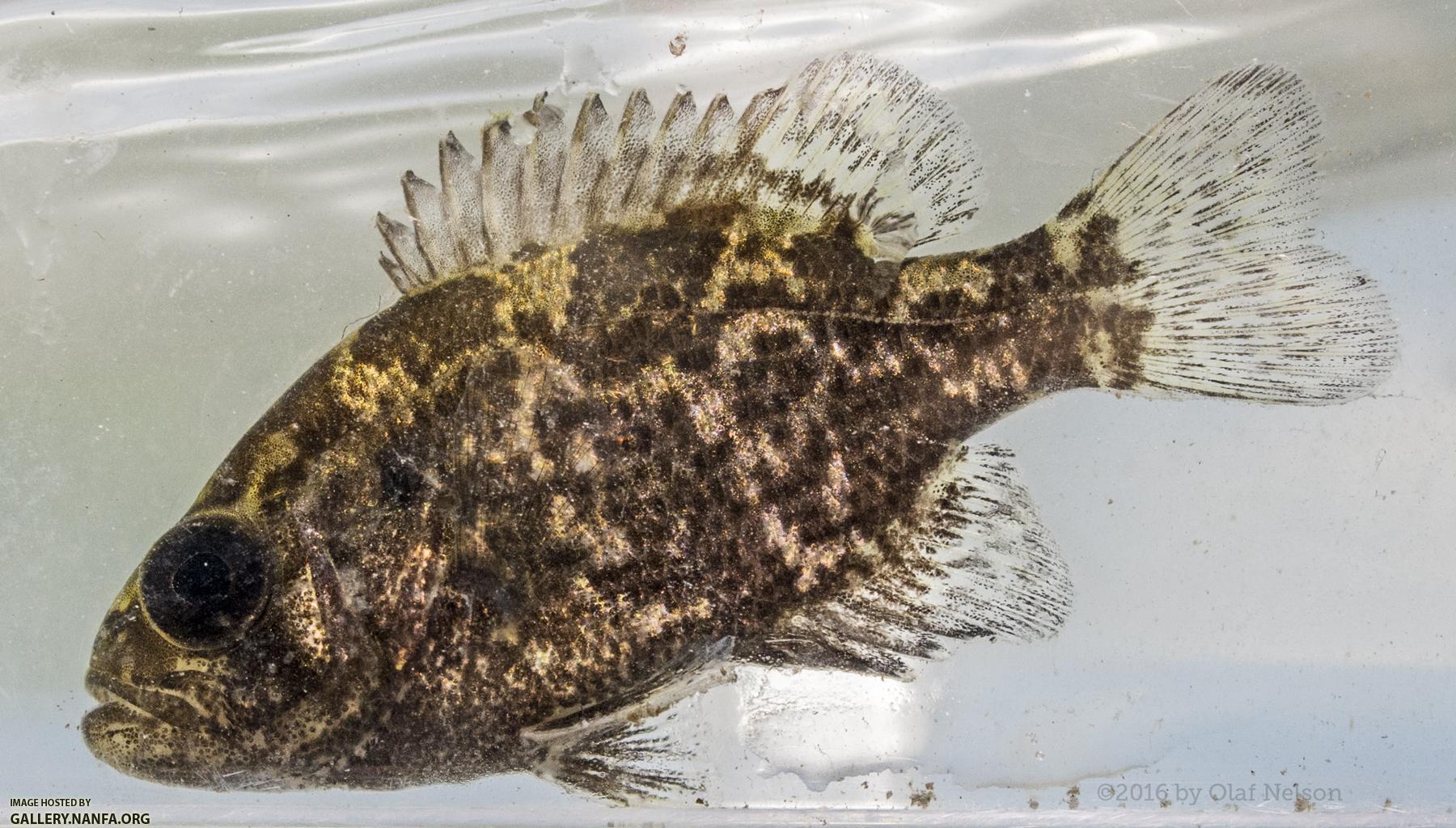 Juvenile Rock Bass (Ambloplites rupestris)