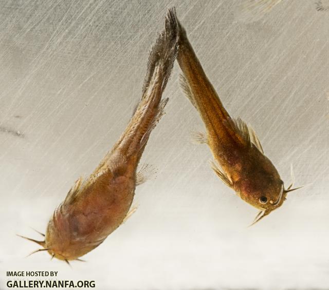 Tadpole Madtoms (Noturus gyrinus)