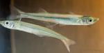 Brook Silversides (Labidesthes sicculus)