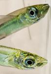 Brook Silversides (Labidesthes sicculus)