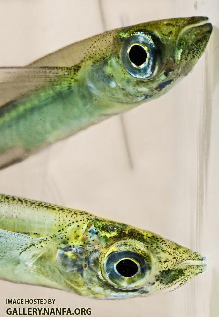 Brook Silversides (Labidesthes sicculus)