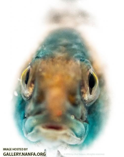 Orangethroat Darter (Etheostoma spectabile)