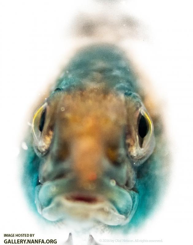 Orangethroat Darter (Etheostoma spectabile)