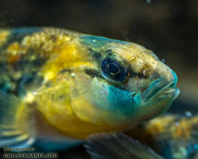 Orangethroat Darter (Etheostoma spectabile)