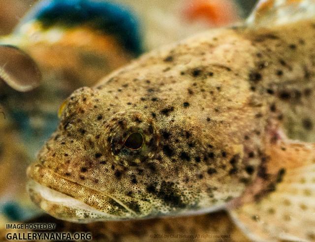 Mottled Sculpin (Cottus bairdii)