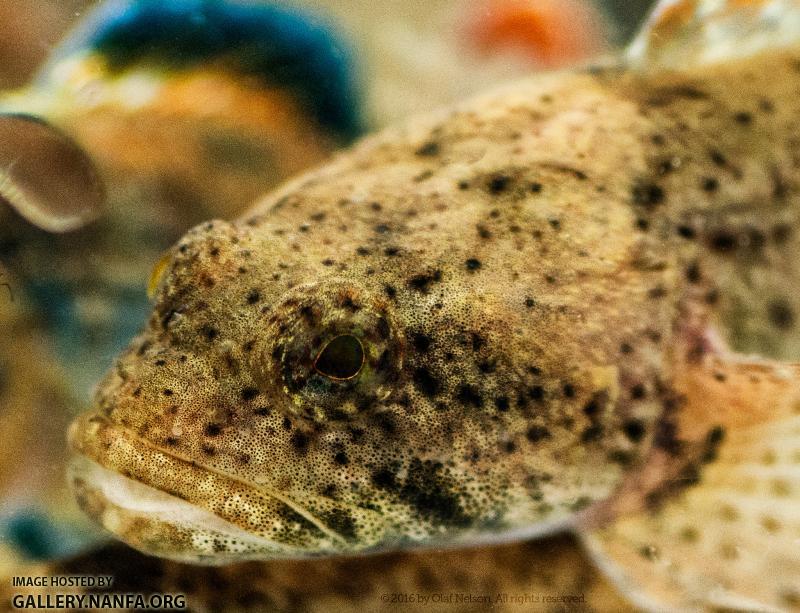 Mottled Sculpin (Cottus bairdii)