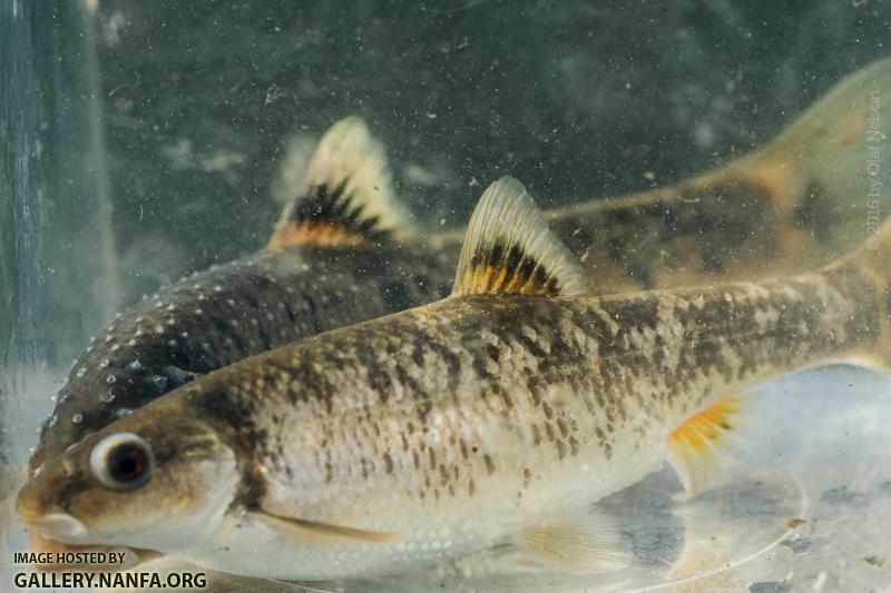 Central Stoneroller (Campostoma anomalum)