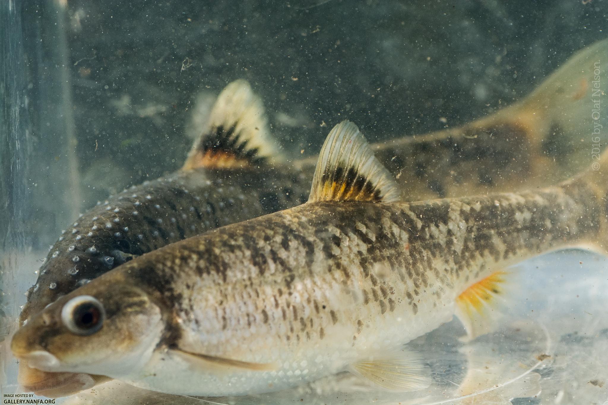 Central Stoneroller (Campostoma anomalum)