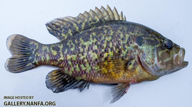 Warmouth Sunfish (Lepomis gulosus)