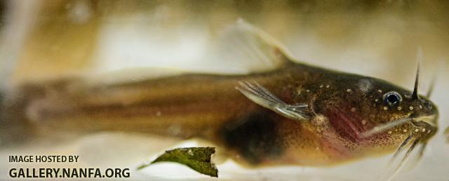 Tadpole Madtom (Noturus gyrinus)