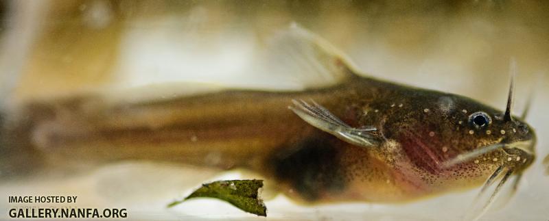 Tadpole Madtom (Noturus gyrinus)