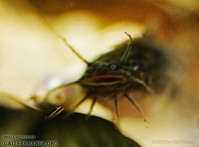 Tadpole Madtom (Noturus gyrinus)