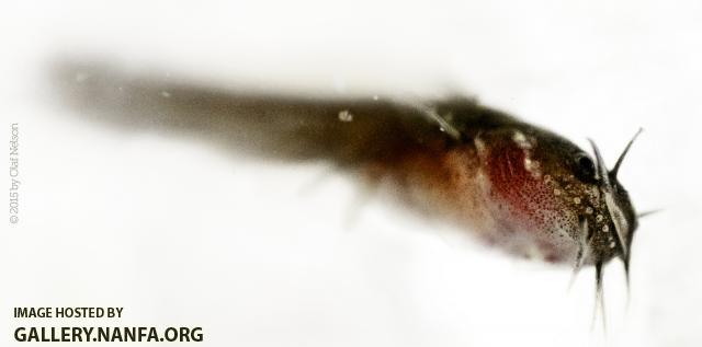 Tadpole Madtom (Noturus gyrinus)