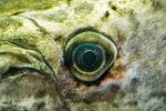 Alligator Gar (Atractosteus spatula) eye