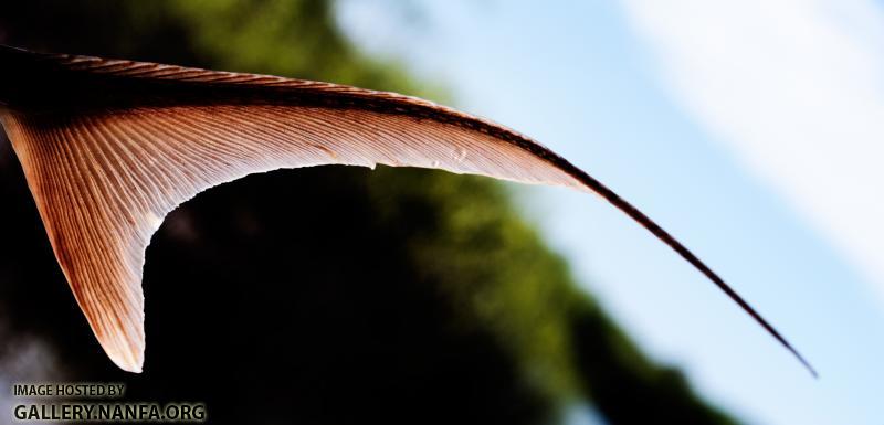 Shovelnose Sturgeon (Scaphirhynchus platorynchus) filament