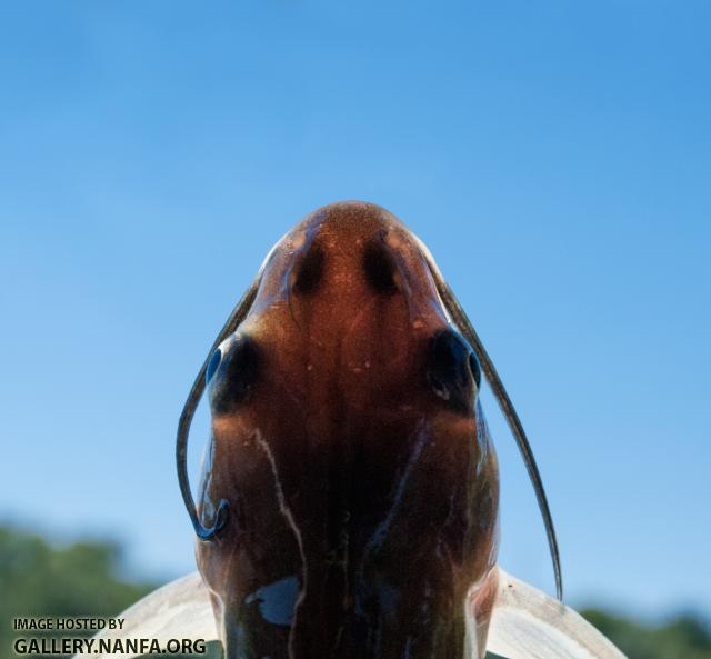 Channel catfish (Ictalurus punctatus)