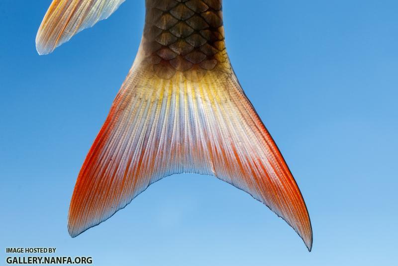 Shorthead redhorse (Moxostoma macrolepidotum) tail