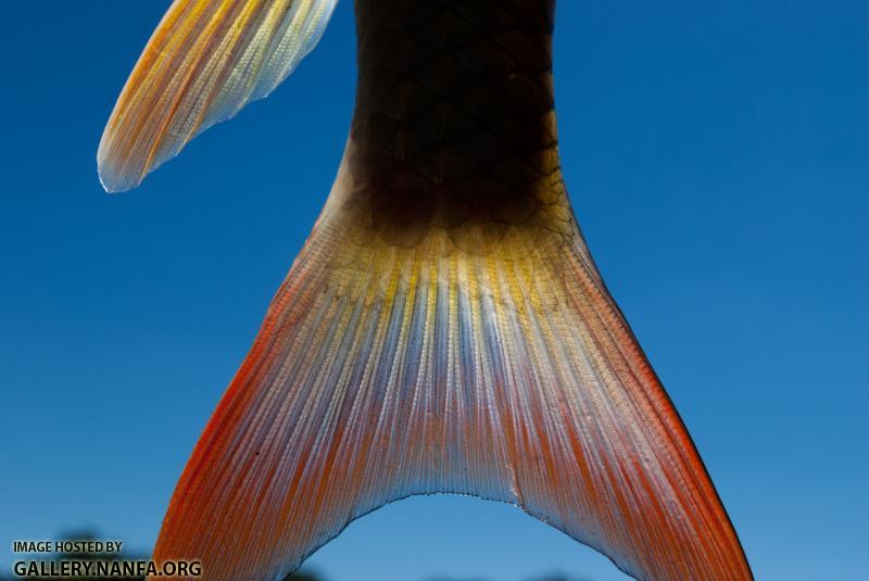 Shorthead redhorse (Moxostoma macrolepidotum) tail