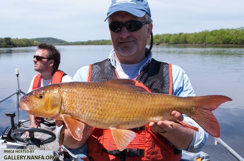 River Redhorse (Moxostoma carinatum)