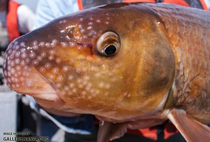 River Redhorse (Moxostoma carinatum)