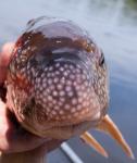 River Redhorse (Moxostoma carinatum)