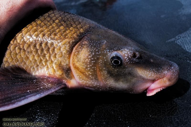 Blue Sucker (Cycleptus elongatus)