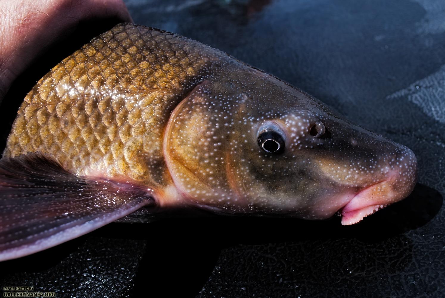 Blue Sucker (Cycleptus elongatus)